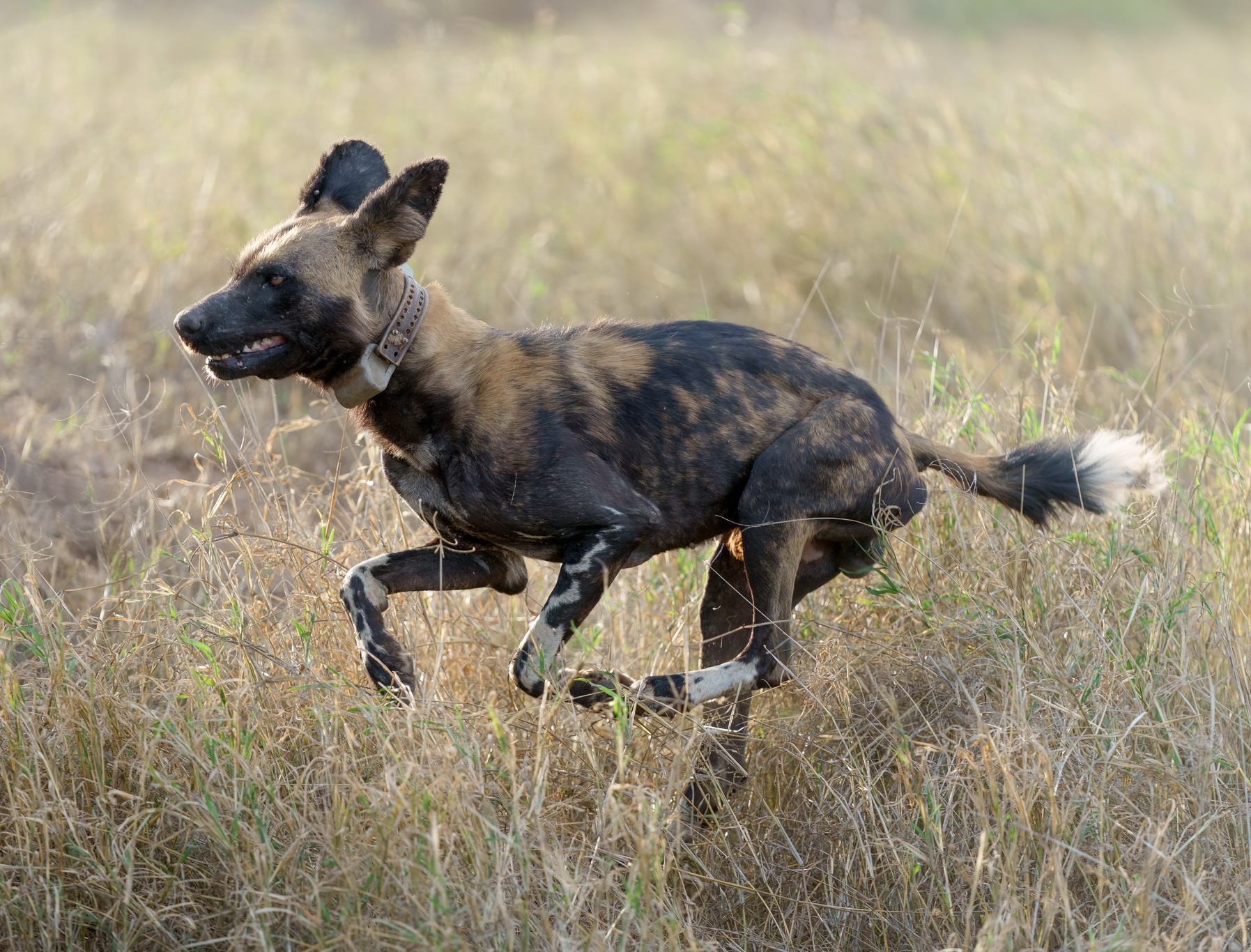 African wild dog